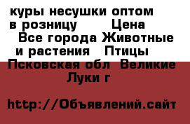 куры несушки.оптом 170 в розницу 200 › Цена ­ 200 - Все города Животные и растения » Птицы   . Псковская обл.,Великие Луки г.